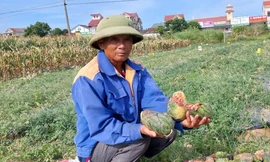 'Thủ phạm' phá ruộng dưa của lão nông Nghệ An được bảo lãnh về thi tốt nghiệp THPT