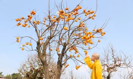 Ngắm cây hồng cổ nguyên quả giá trăm triệu