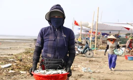 Mỏi tay gỡ cá tươi mỗi sáng, ngư dân Nghệ An thu nhập tiền triệu