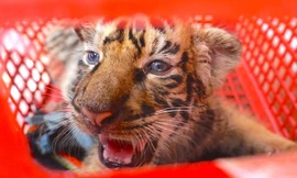 Tin mới vụ vận chuyển 7 con hổ trái phép 