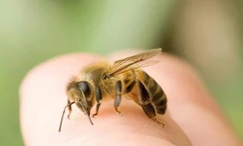 Ra vườn chơi, bé gái 18 tháng tuổi bị đàn ong mật đốt gần 50 nốt