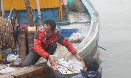 Cá tôm đầy khoang những ngày đầu năm mới