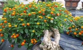 Loài hoa dại lên đời thành bonsai ngũ sắc tiền triệu hút khách dịp Tết