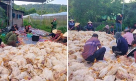 Hơn 10.000 con gà chết ngạt trước ngày xuất chuồng, chủ trang trại mất trắng tiền tỷ