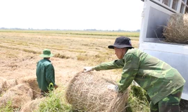 Đội nắng 40 độ C, kiếm tiền từ nghề cuộn rơm ở Nghệ An 