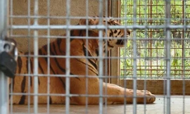 9 con hổ ở Nghệ An còn sống sau vụ giải cứu hiện ra sao?