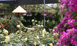 Cây cảnh lên chậu, hoa bung nụ hút khách mua chơi Tết