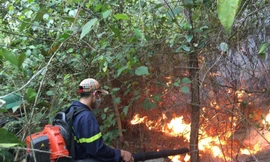 Lửa bùng phát thiêu rụi 10 ha rừng thông ở Nghệ An