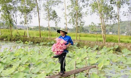 Chàng trai 9x bỏ phố về quê trồng sen, đếm hoa thu tiền