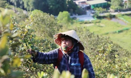 Đổ xô đi hái sim rừng giữa trời nắng chang chang, kiếm bộn tiền mỗi ngày