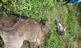 Hàng trăm con trâu, bò ở miền núi Nghệ An bị chết rét