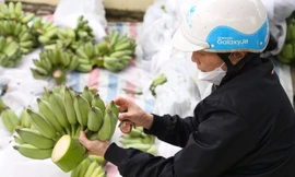 Nửa triệu một nải chuối xanh bày mâm ngũ quả