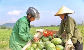 Nông dân phấn khởi thu hoạch dưa giữa trưa nắng chang chang