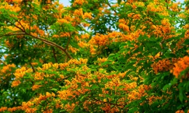 Rực rỡ sắc vàng hoa giáng hương bung nở giữa lòng thành phố Vinh