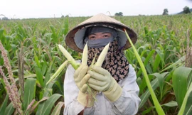 Nông dân đứng ngồi không yên vì hàng trăm ha ngô không thể tạo hạt