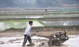 Nông dân xuống đồng sau Tết, ước mong một vụ mùa bội thu