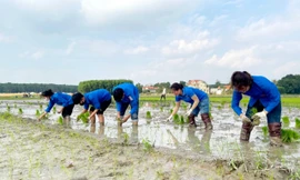 Lội bùn cấy lúa giữa trời giá rét giúp gia đình đoàn viên khó khăn