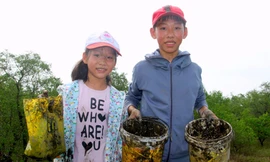 Trẻ em thành phố Vinh lội bùn đi săn 'cua lạ' nơi rừng bần