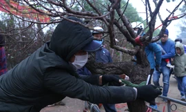 Đội mưa rét chở đào quất Tết kiếm tiền triệu mỗi ngày