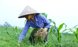 Nông dân Nghệ An bội thu vì giá hành vọt tăng cao nhất trong 3 năm