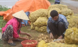 Lực đẩy giảm nghèo từ hợp tác xã nông nghiệp