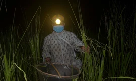 Đội đèn xuyên đêm bắt châu chấu 