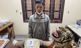 Khởi tố ba đối tượng mua bán 9 bộ da hổ