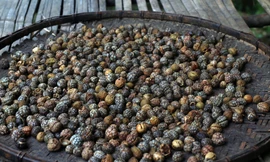 Mùa hái bo bo ở vùng cao Nghệ An