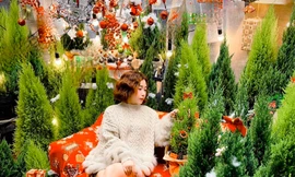 Cặp đôi tùng thơm, sơn tùng hút khách mùa Giáng sinh