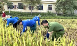 Thanh niên tình nguyện và chiến sĩ công an giúp dân gặt lúa giữa nắng nóng