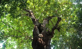 Kỳ lạ, bàng cổ thụ vài trăm tuổi rỗng ruột vẫn xanh tươi 