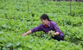 Rau sớm vụ đông giá cao gấp 2,3 lần so với chính vụ, nông dân phấn khởi
