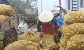 Nghệ An: Hàng nghìn tấn khoai tây được thu mua giá cao