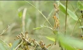 'Cơn bão' châu chấu tàn phá hàng trăm ha tre ở Nghệ An