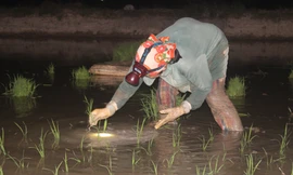 Nông dân đội đèn làm đất, cấy lúa đêm tránh nắng nóng