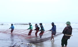 Ngư dân ‘hết thời’ đi kéo lưới rùng, kiếm tiền triệu trong ngày