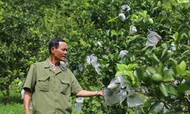 Lão nông trở thành điển hình sản xuất kinh doanh giỏi sau khi được đặc xá