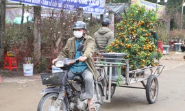 Xe ôm 'chạy show' chở đào, quất thu tiền triệu ngày giáp Tết 
