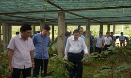 Bảo tồn cây dược liệu và tạo sinh kế bền vững cho bà con vùng cao Nghệ An