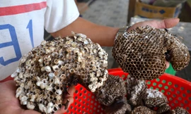 Thứ vứt đi của tổ ong được bán với giá tiền triệu 