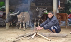 Rét tê tái, người dân miền núi ngày đêm đốt lửa, mặc áo sưởi ấm trâu, bò