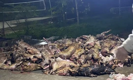 'Chết đứng' nhìn hơn 1.000 con lợn bị lửa thiêu 