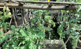 Người đàn ông trồng hàng trăm cây anh túc để 'ngâm rượu chữa bệnh'