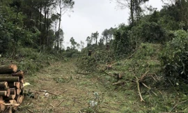 Đem cưa máy vào rừng phòng hộ đốn hạ hàng trăm cây thông mang bán
