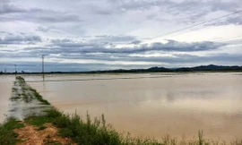 Ảnh hưởng bão số 2, hàng nghìn hecta lúa hoa màu ở Nghệ An, Hà Tĩnh chìm trong 'biển nước'