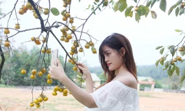 ‘Thủ phủ hồng’ ở xứ Nghệ vào mùa, thu hút giới trẻ đến check in 