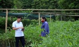 Cây tre mét giúp bà con vùng cao Nghệ An thoát nghèo