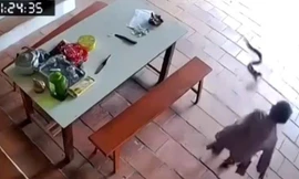 Thót tim cảnh cụ bà 96 tuổi bị rắn hổ mang tấn công trong sân nhà