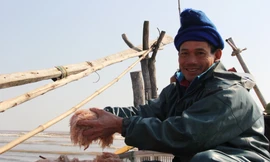 Rẽ sóng ‘săn’ ruốc biển, ngư dân bỏ túi tiền triệu trong ngày