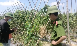 Ruộng bí xanh đang kỳ thu hoạch bất ngờ bị kẻ xấu cắt gốc, chặt quả